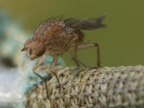 Opomyza sp.